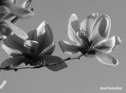 IMG 4562aa