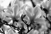 IMG 4623aa
