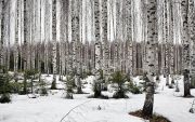 IMG 8356-