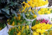 Country of tulips;)
