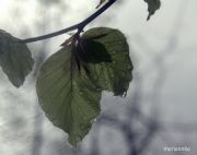 IMG 4750aa