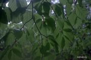 IMG 4753aa