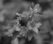 IMG 4918aa