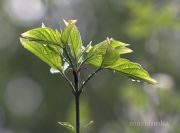 IMG 4913aa