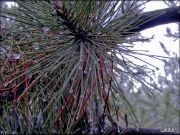 DSCF0177