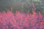 IMG 5147aa