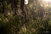 IMG 5162aa