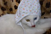 DSC00730
