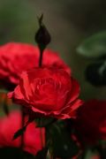 DSCF0021  
