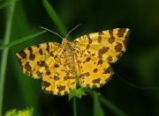   Pseudopanthera macularia