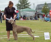 BROMHUND WERWA