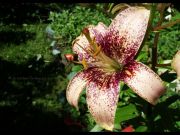 DSCF4192