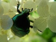 DSCN0652