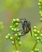 - Empis borealis