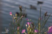IMG 8136aa