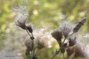 IMG 8167aa