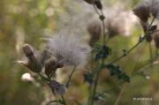 IMG 8168aa