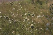 IMG 8170aa