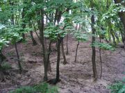 DSCF0253