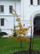 DSCF1398
