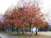 DSCF1442