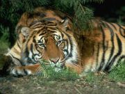 tigers17