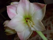 Apple Blossom