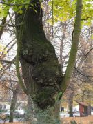 12 IMG 7751