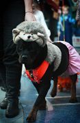IMG 0460 