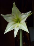 Magic Green