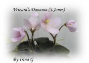Wizard's Danania   