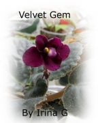 Velvet Gem   