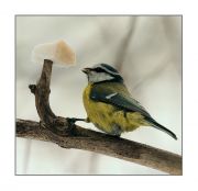 Parus major