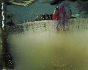  MG 0931