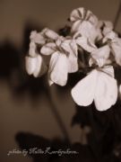 DSC01091