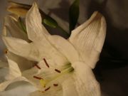 DSC04770