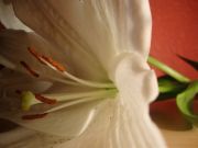 DSC04769