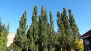 DSC00190
