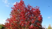 DSC00206