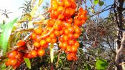 DSC00209