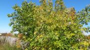 DSC00211