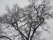IMG 3536-1