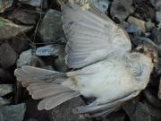 ��� ������������....