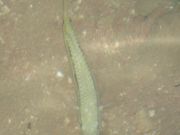 IMG 0209