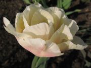  038