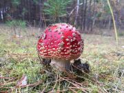 Amanita muscaria MVK 20181013