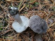 Tricholoma terreum MVK 20181013-05