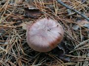 Tricholoma pessundatum MVK 20181013-01