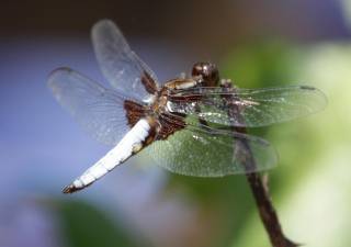 IMG 6557