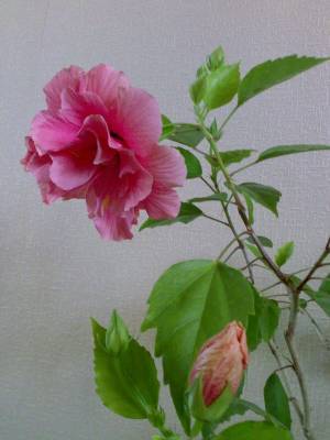 Double Pink 